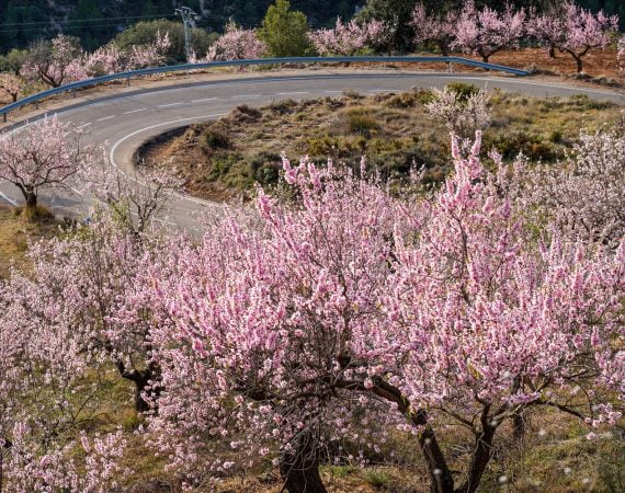 costa-blanca-amandiers