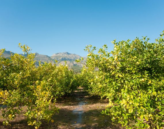 costa-blanca-citronniers