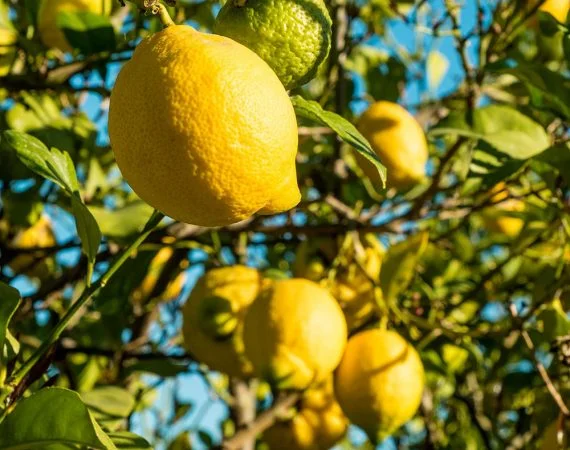 costa-blanca-citrons