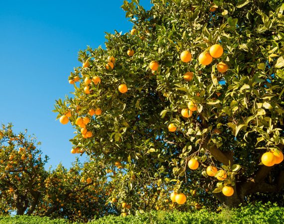 costa-blanca-orangers