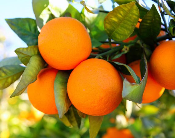 costa-blanca-oranges