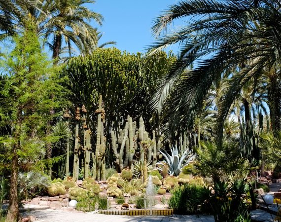 costa-blanca-patrimoine-palmeraie-elche