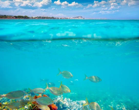 costa-blanca-plongee-las-rotas