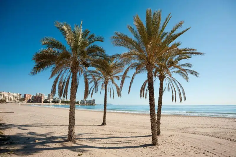 el campello plage muchavista 5 vignette chasseur immobilier costa blanca espagne - Immobilier Costa Blanca el-campello-plage-muchavista