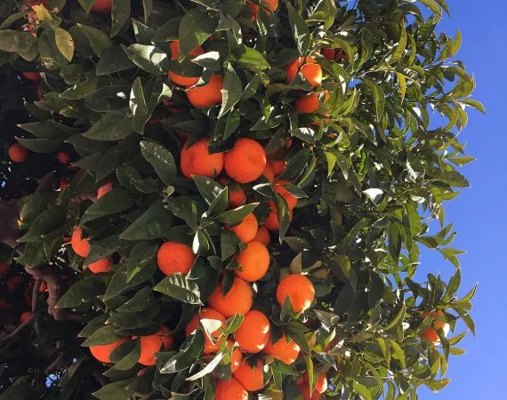 espagne-orangers